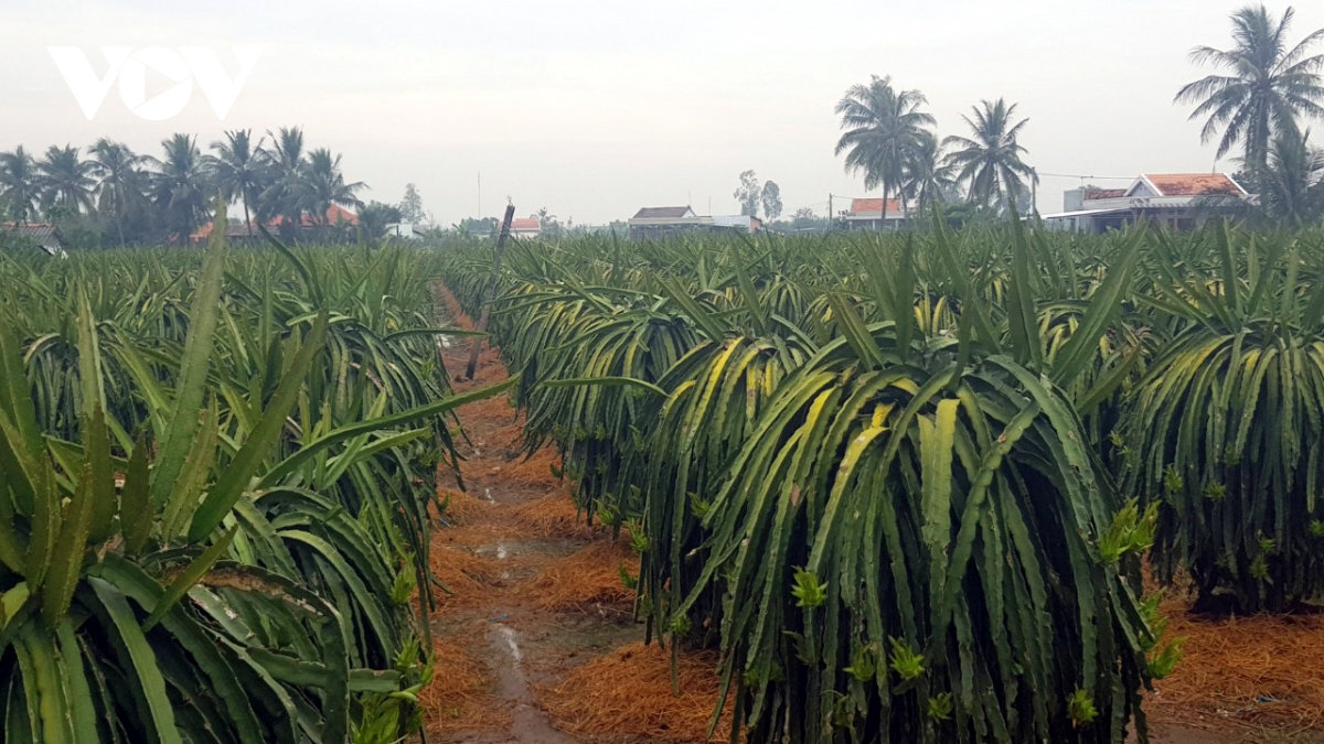 mua trai mua o tien giang co loi cho san xuat nong nghiep hinh anh 2