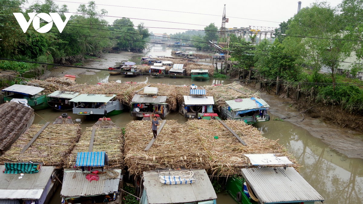 nong dan trong mia o tra vinh da co lai sau nhieu nam thua lo hinh anh 1