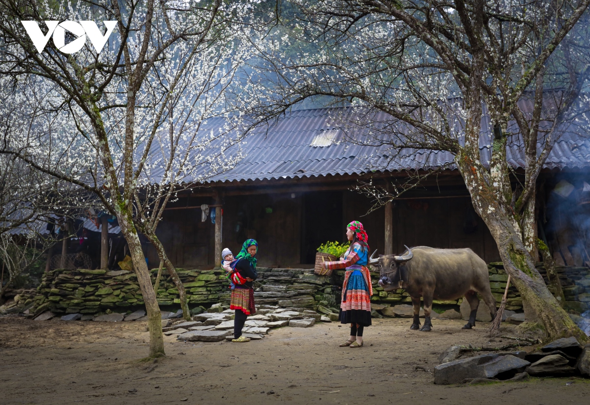 bac ha tinh khoi mau trang cua hoa man hinh anh 13