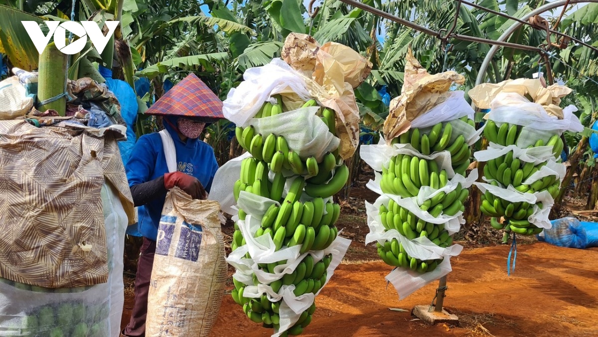 som dang ky ma vung trong, nhieu nong san gia lai xuat khau chinh ngach hinh anh 1