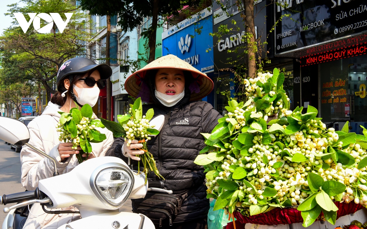 Hoa bưởi đầu mùa tỏa hương khắp phố phường Hà Nội