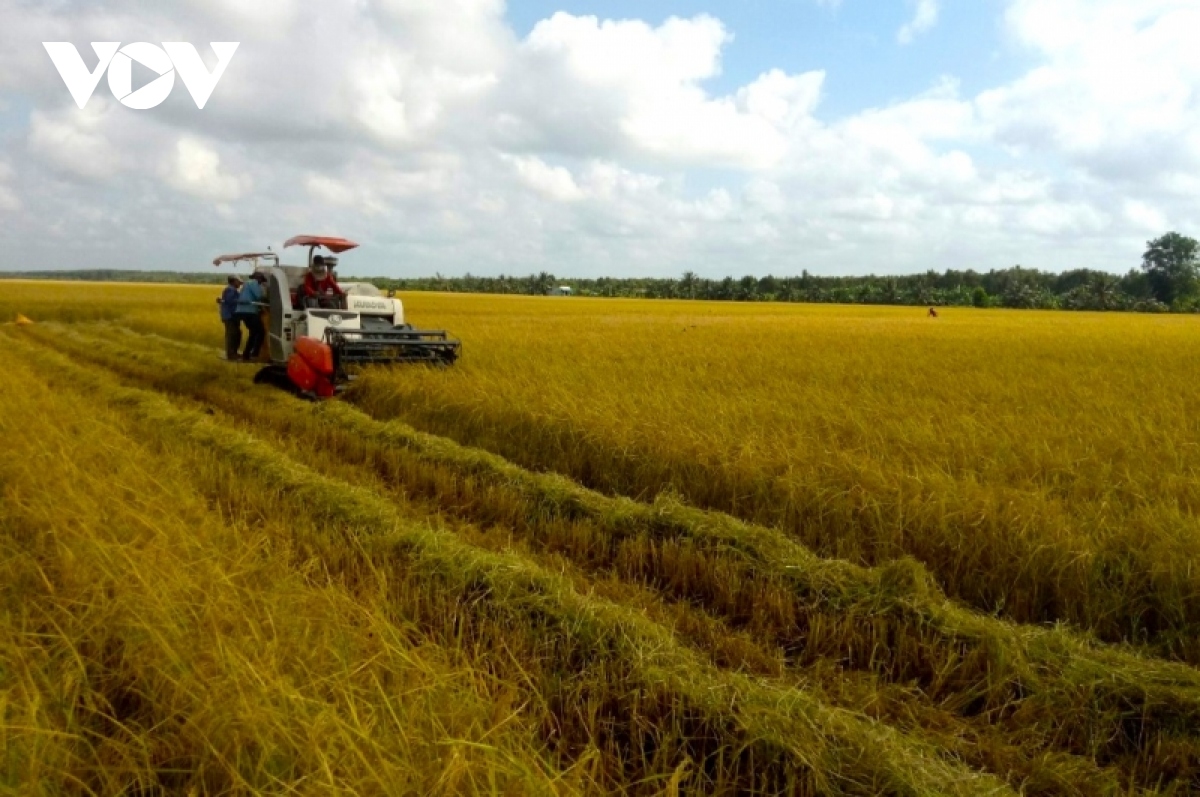 nong dan ca mau phan khoi vi lua trung mua, duoc gia hinh anh 3