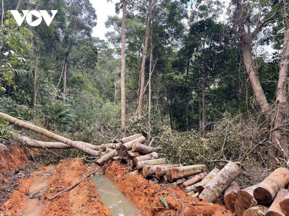 UBND tỉnh Khánh Hòa yêu cầu xử lý nghiêm vụ phá rừng tại thị xã ...