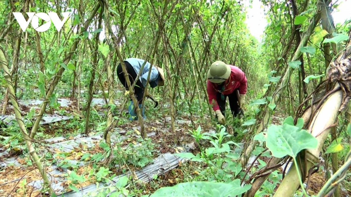 nong dan mien nui day manh phat trien nong nghiep hang hoa ngay tu dau nam hinh anh 2