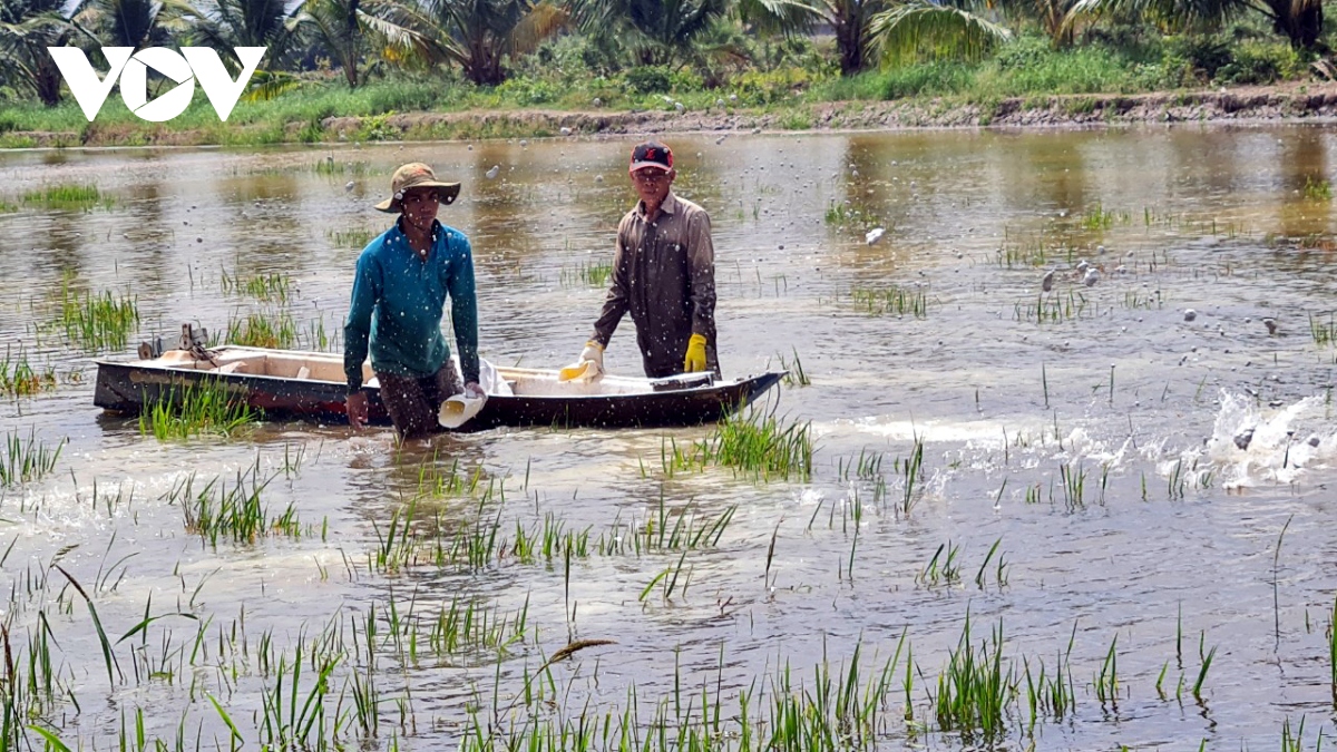 Nước mặn về chậm, người nuôi tôm Kiên Giang trễ lịch thời vụ