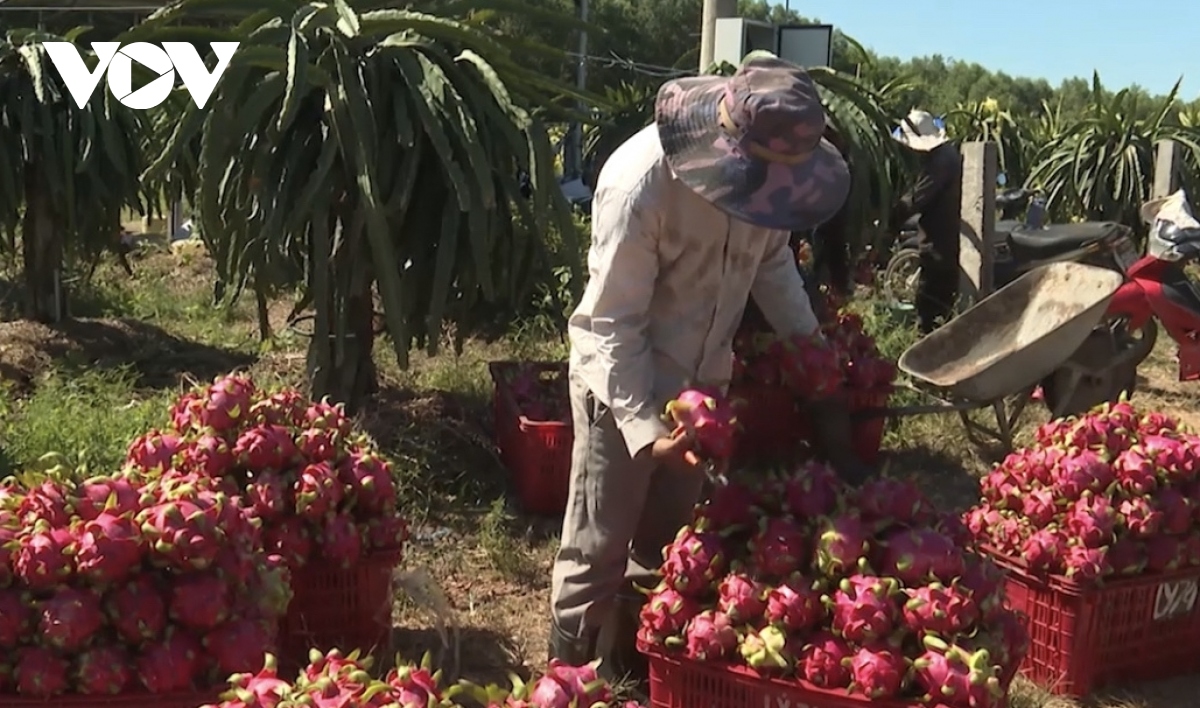 gia thanh long tang manh, nha vuon o ba ria- vung tau phan khoi hinh anh 1