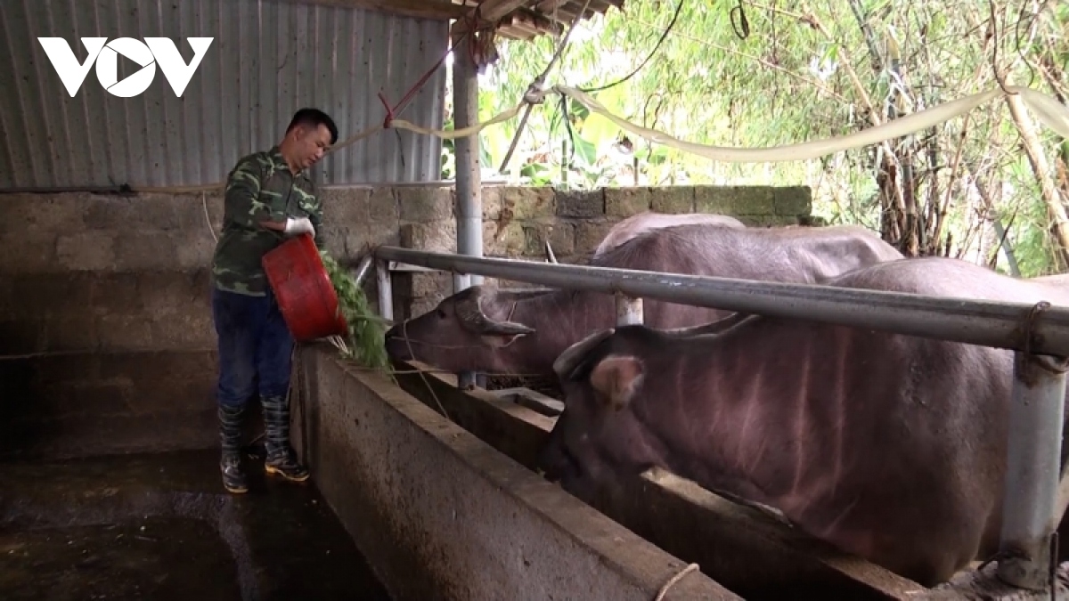 nong dan mien nui day manh phat trien nong nghiep hang hoa ngay tu dau nam hinh anh 3