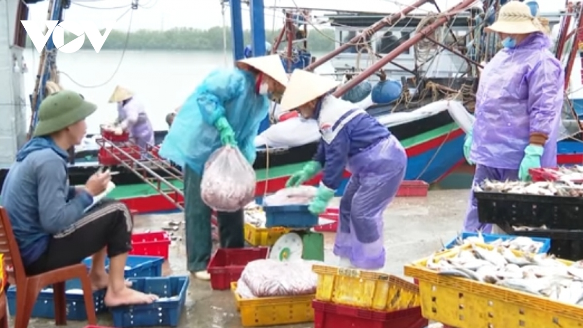 ngu dan nghe an phan khoi don loc bien dau nam hinh anh 1