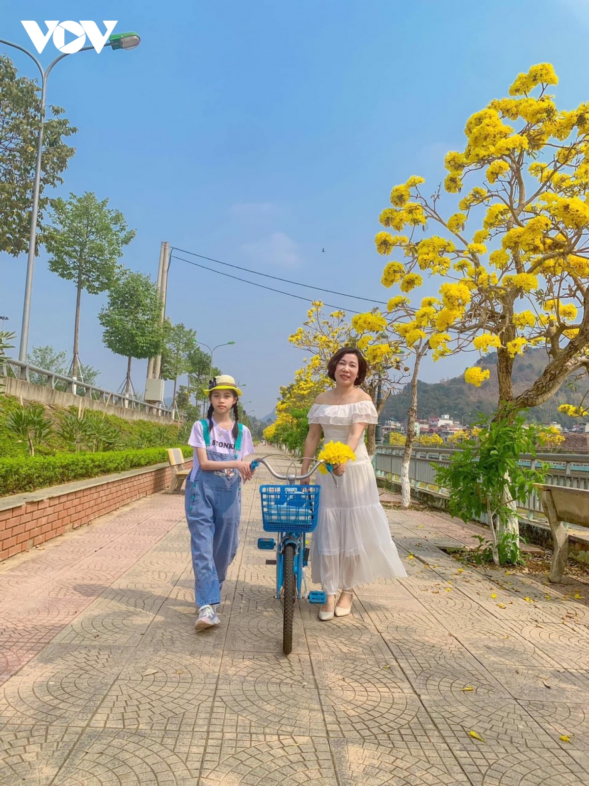 chuông vàng khoe sắc gọi hạ về phố núi hình ảnh 8 chuong vang khoe sac goi ha ve pho nui hinh anh 8