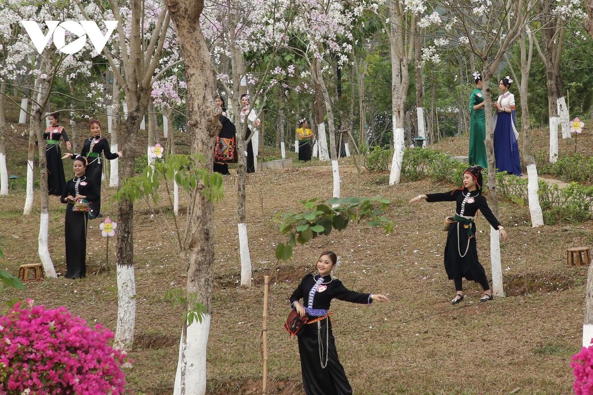 mùa hoa ban sơn la - dệt những sắc màu văn hóa hình ảnh 1 mua hoa ban son la - det nhung sac mau van hoa hinh anh 1