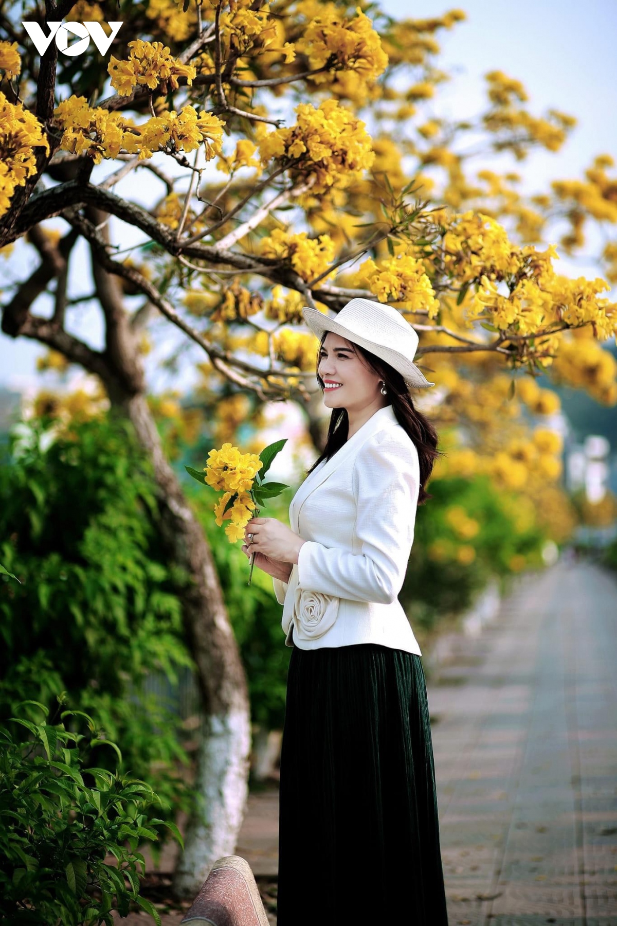 chuông vàng khoe sắc gọi hạ về phố núi hình ảnh 9 chuong vang khoe sac goi ha ve pho nui hinh anh 9