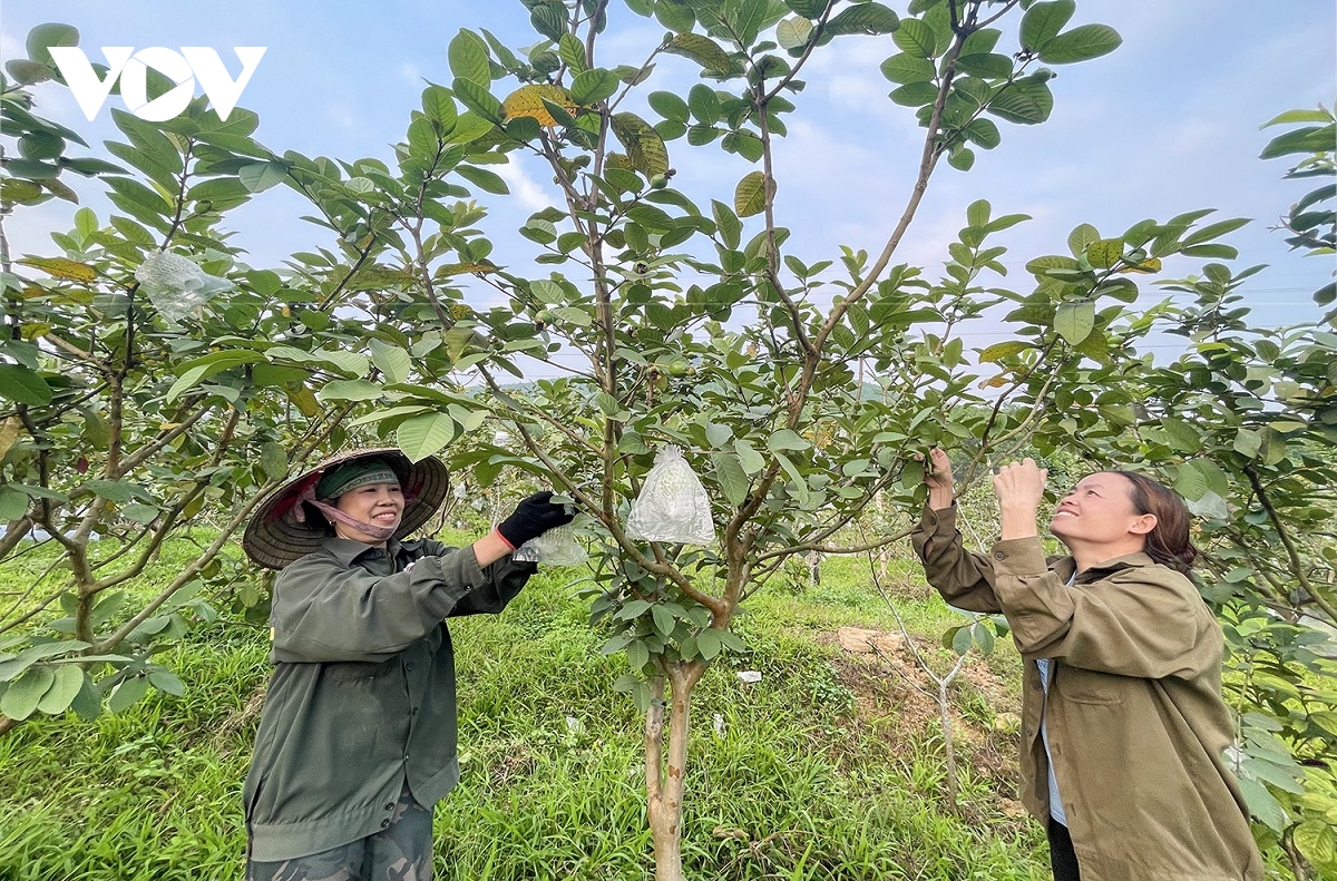 phu nu vung cao quang ninh nghi moi, lam moi vuon len thoat ngheo hinh anh 2