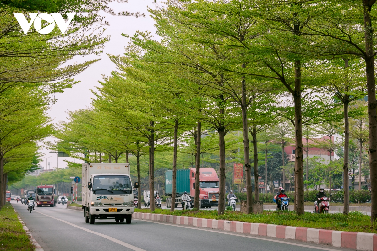 Đường phố Hà Nội đẹp ngỡ ngàng dưới những hàng cây bàng lá nhỏ ...