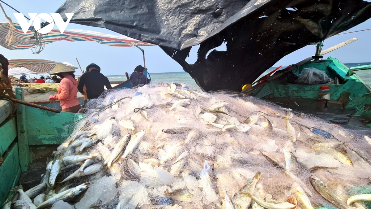 Trúng lộc biển ngư dân Quảng Bình dựng lều gỡ cá ngay tại bờ