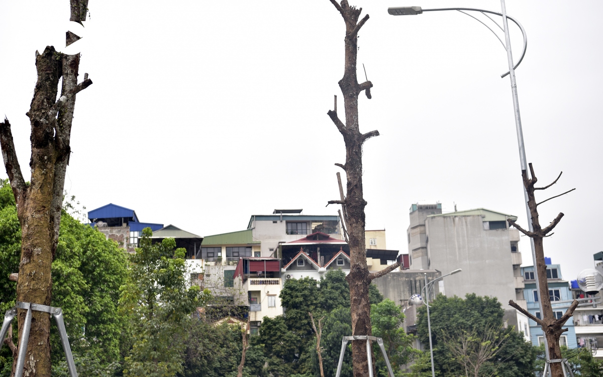 nhieu cay xanh co dau hieu kho heo tren duong huynh thuc khang keo dai hinh anh 3