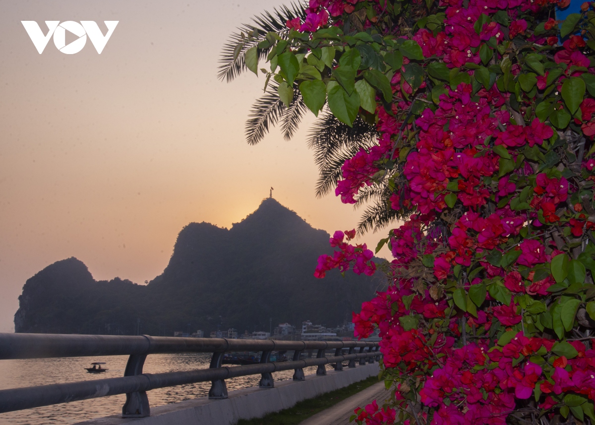 du khach check-in ben nhung cay hoa giay dep nhat o ha long hinh anh 12