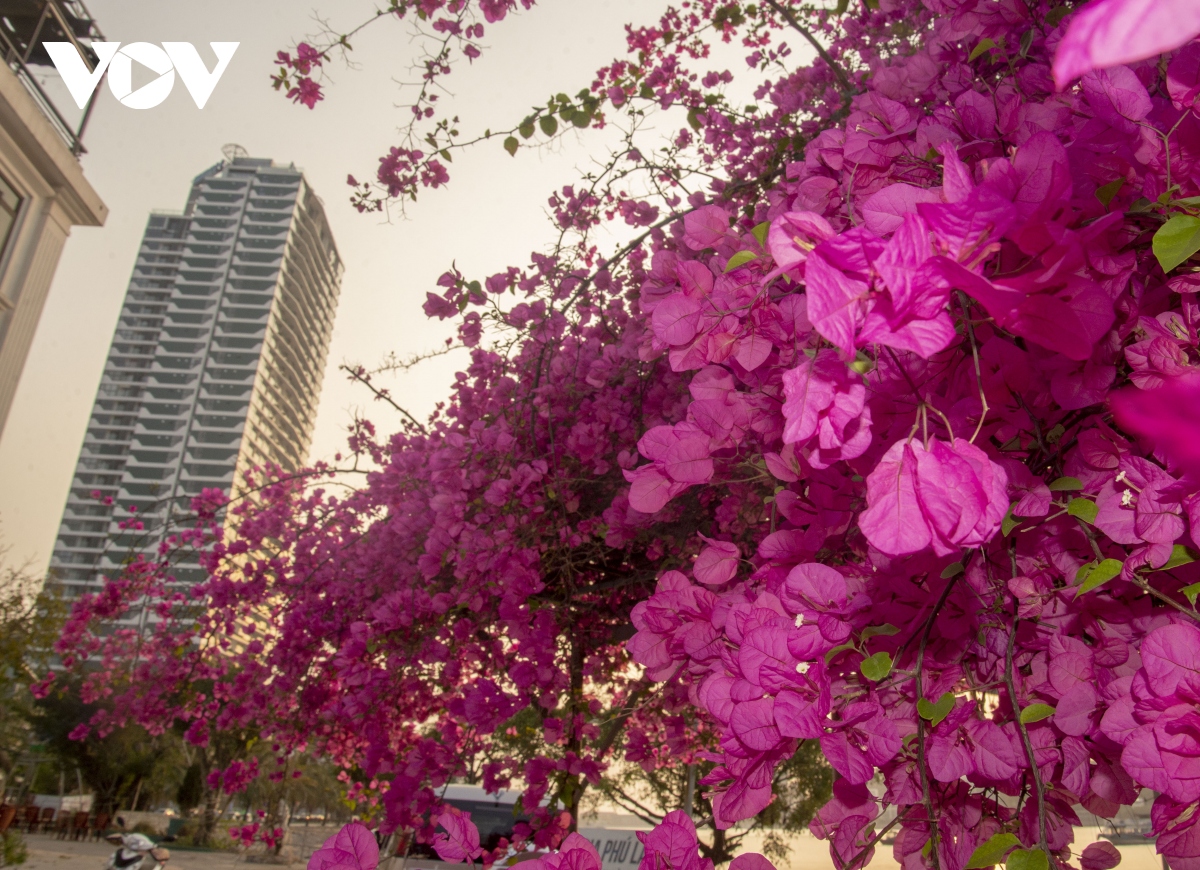 Những góc đường phủ kín hoa giấy thu hút nhiều người chụp ảnh ở Sài Gòn