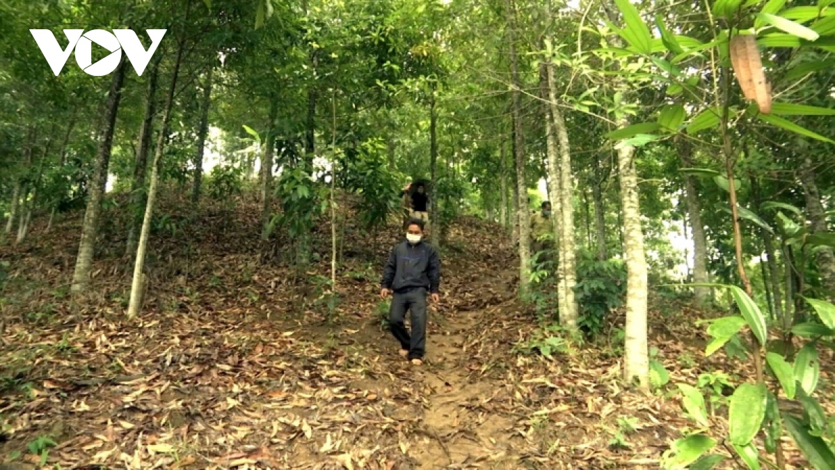 Quảng Nam khuyến khích dân miền núi bỏ trồng keo sang trồng rừng ...