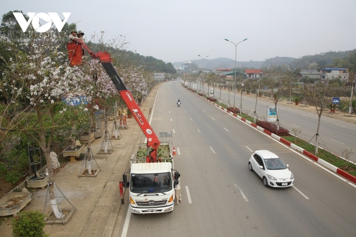 le hoi mua hoa ban thanh pho son la nam 2023 hinh anh 2