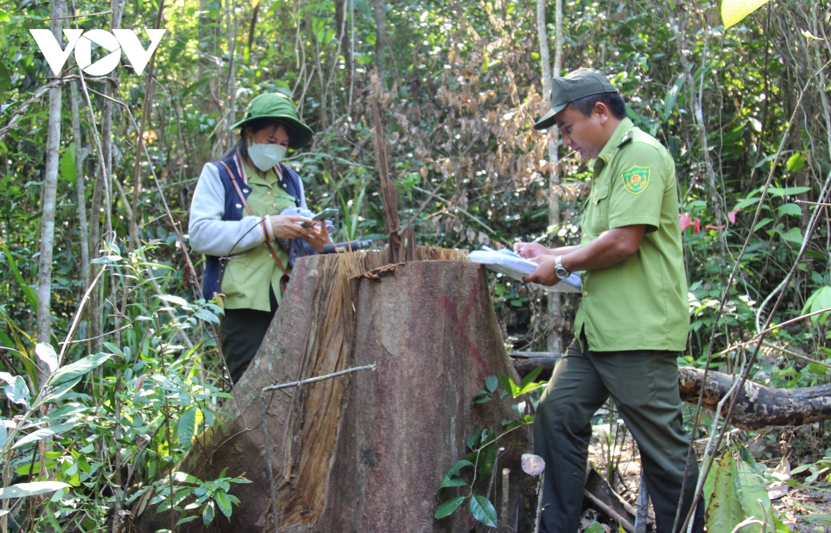 co dau hieu toi pham trong vu pha rung phong ho van canh hinh anh 1