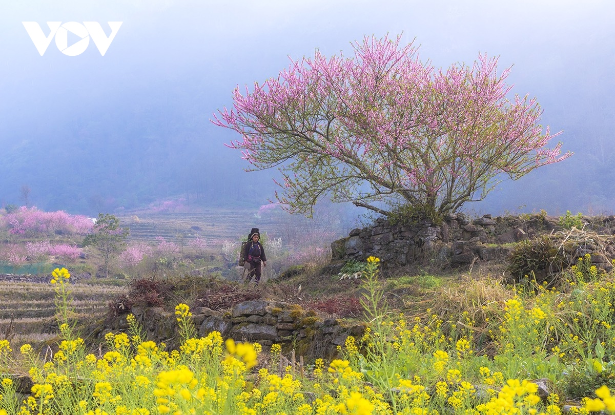 me man sac hoa dao o y ty, lao cai hinh anh 5