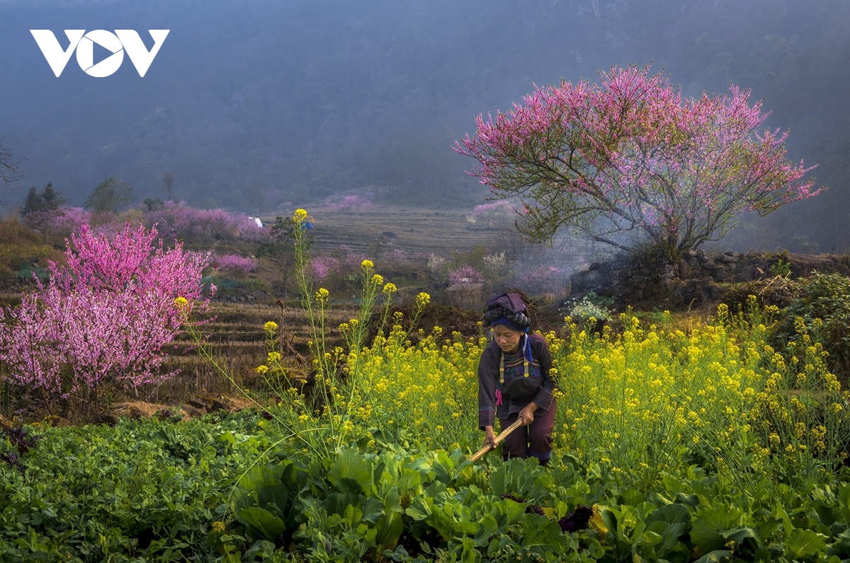 me man sac hoa dao o y ty, lao cai hinh anh 2