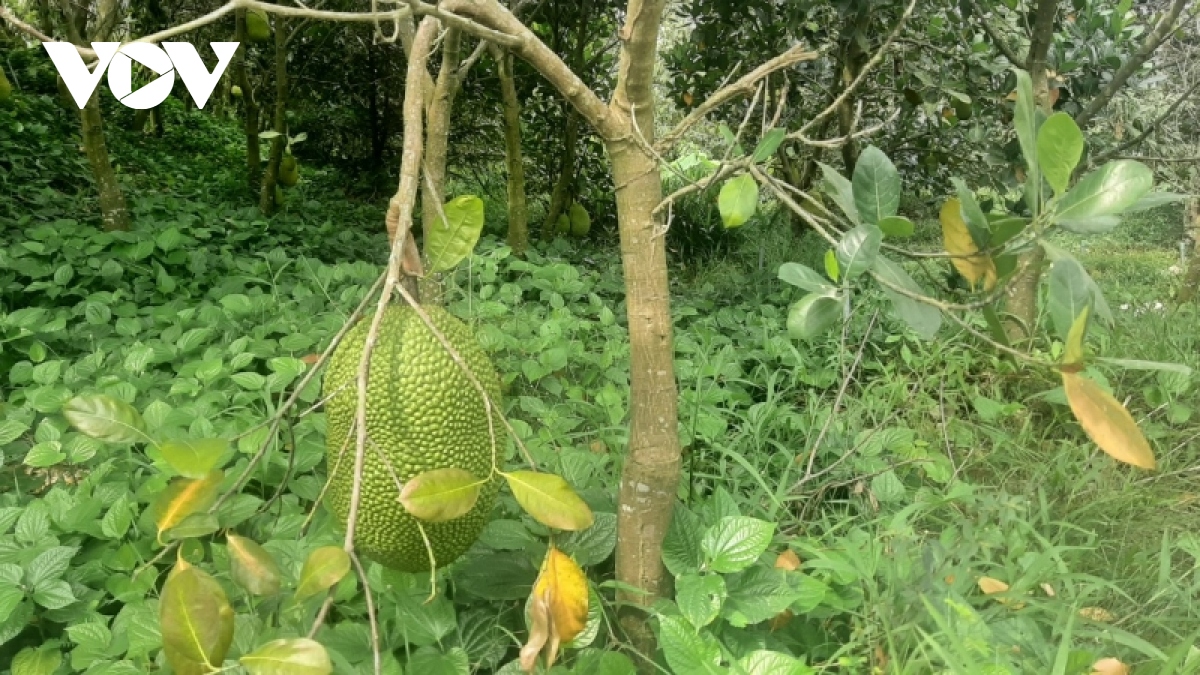 mit indo gia 100.000 dong kg, nguoi trong mung duoc mua duoc gia hinh anh 2