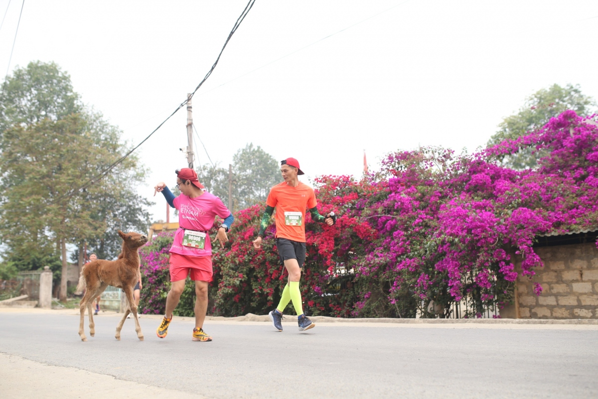 hoang nguyen thanh qua mat dan anh nguyen van lai o giai vDqg marathon bao tien phong hinh anh 7