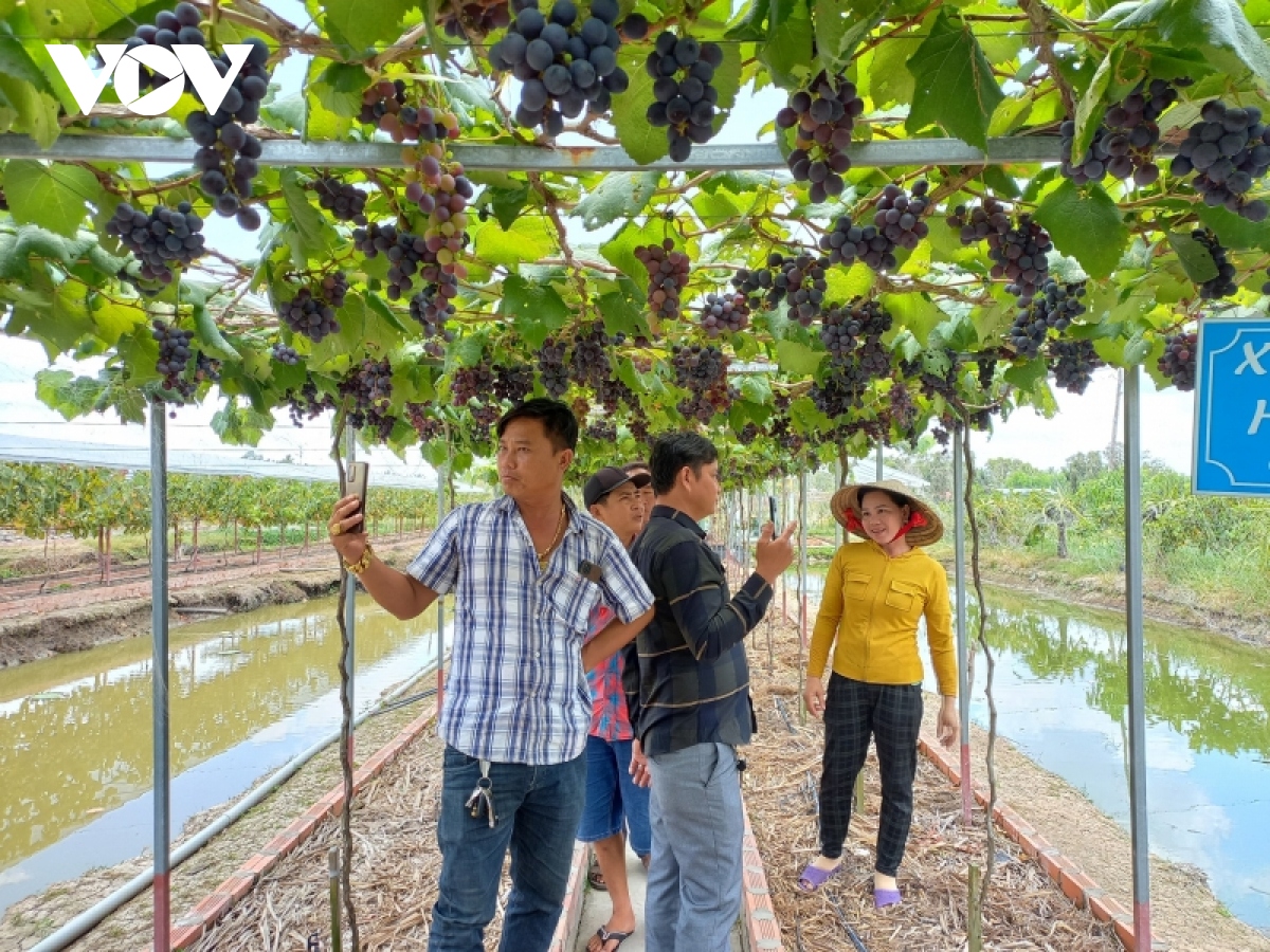 nguoi phu nu mo huong di tu trong vuon nho triu qua tren vung dat man hinh anh 2