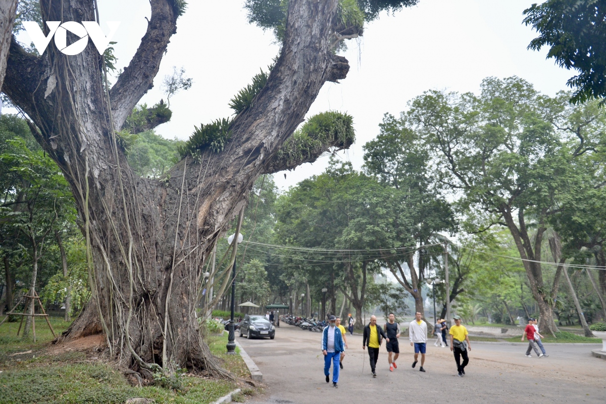 Hàng loạt cây cổ thụ trăm tuổi chết khô ở công viên Bách Thảo, Hà Nội