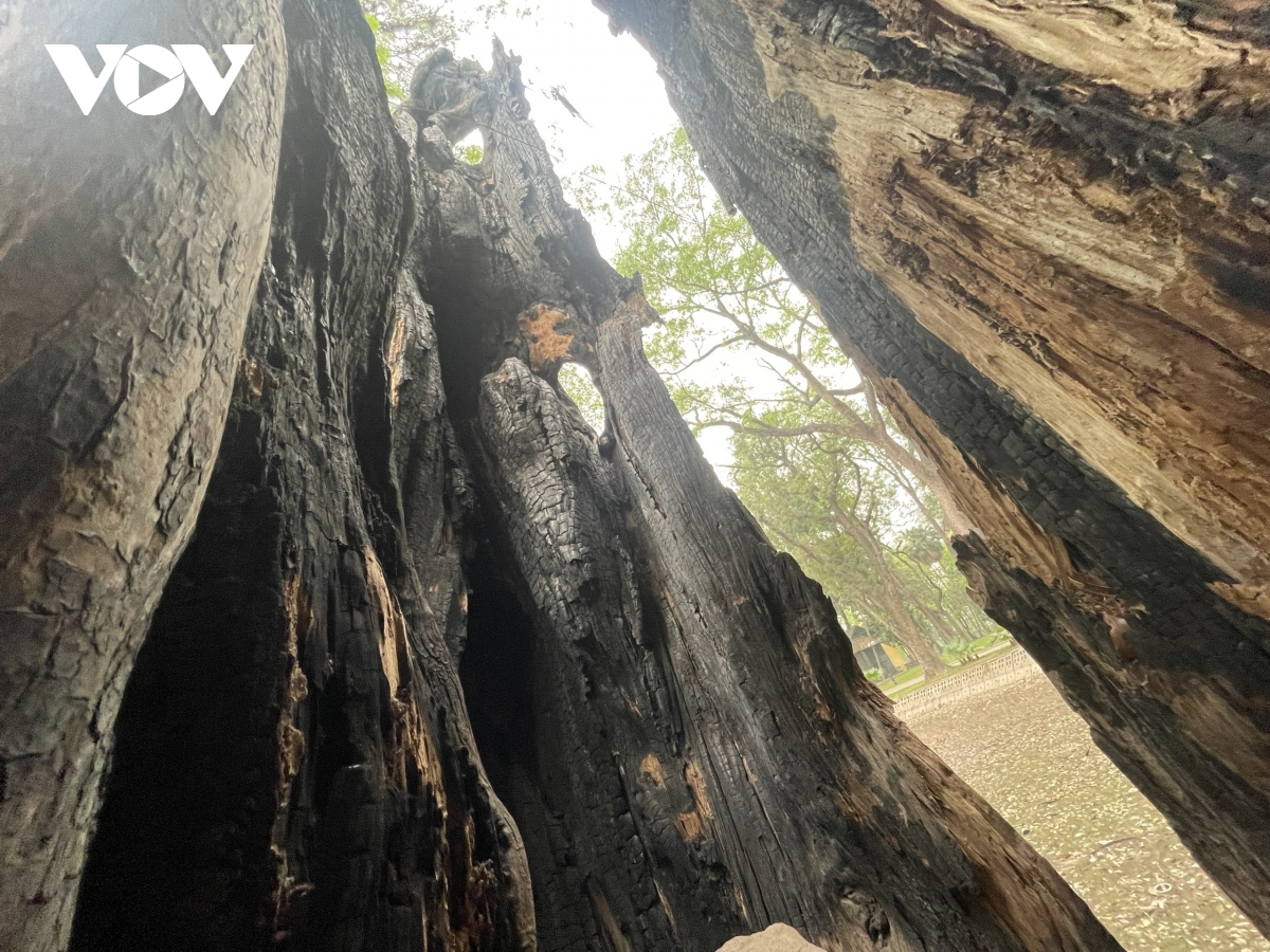 Hàng loạt cây cổ thụ trăm tuổi chết khô ở công viên Bách Thảo, Hà Nội