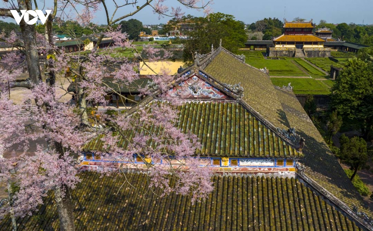 ngam hue vao mua cua nhung sac hoa hinh anh 13