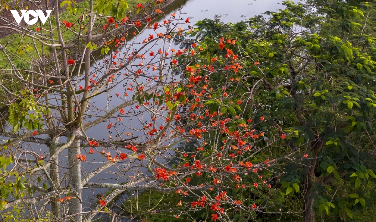 ngam hue vao mua cua nhung sac hoa hinh anh 2