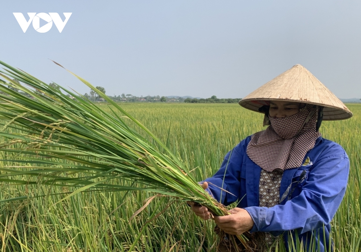 Hàng trăm ha lúa ST24 ST25 ở Đắk Lắk Đắk Nông bị lép hạt bất thường