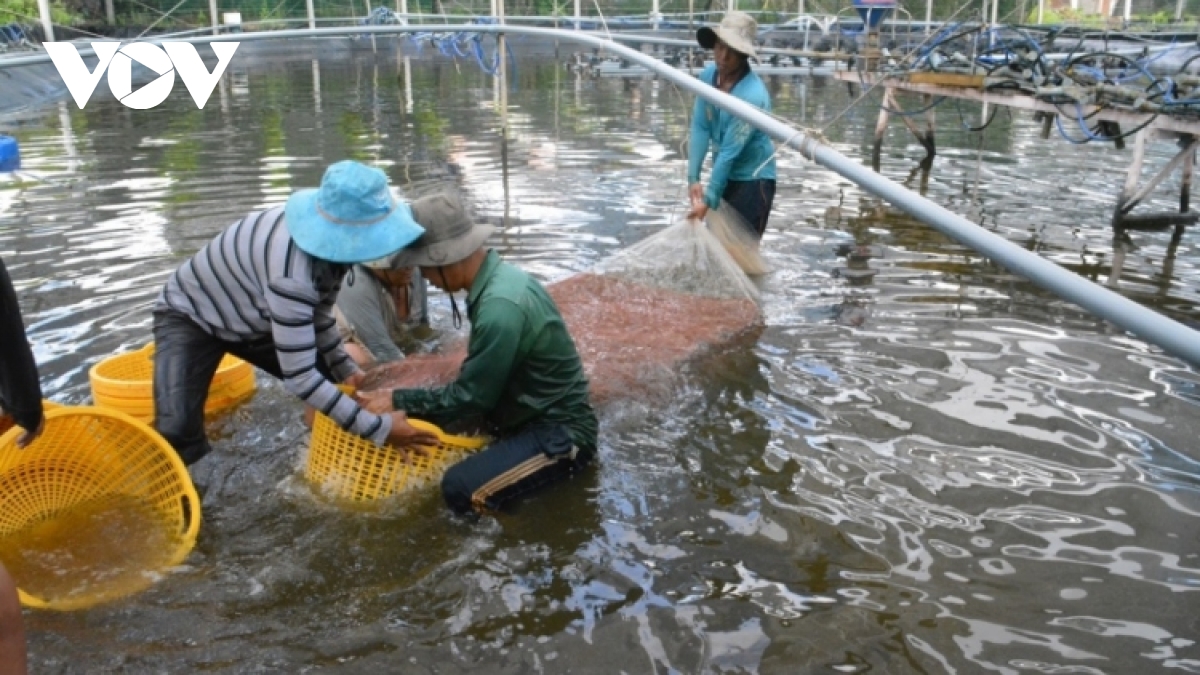 150 domestic and foreign firms attend VietShrimp 2023