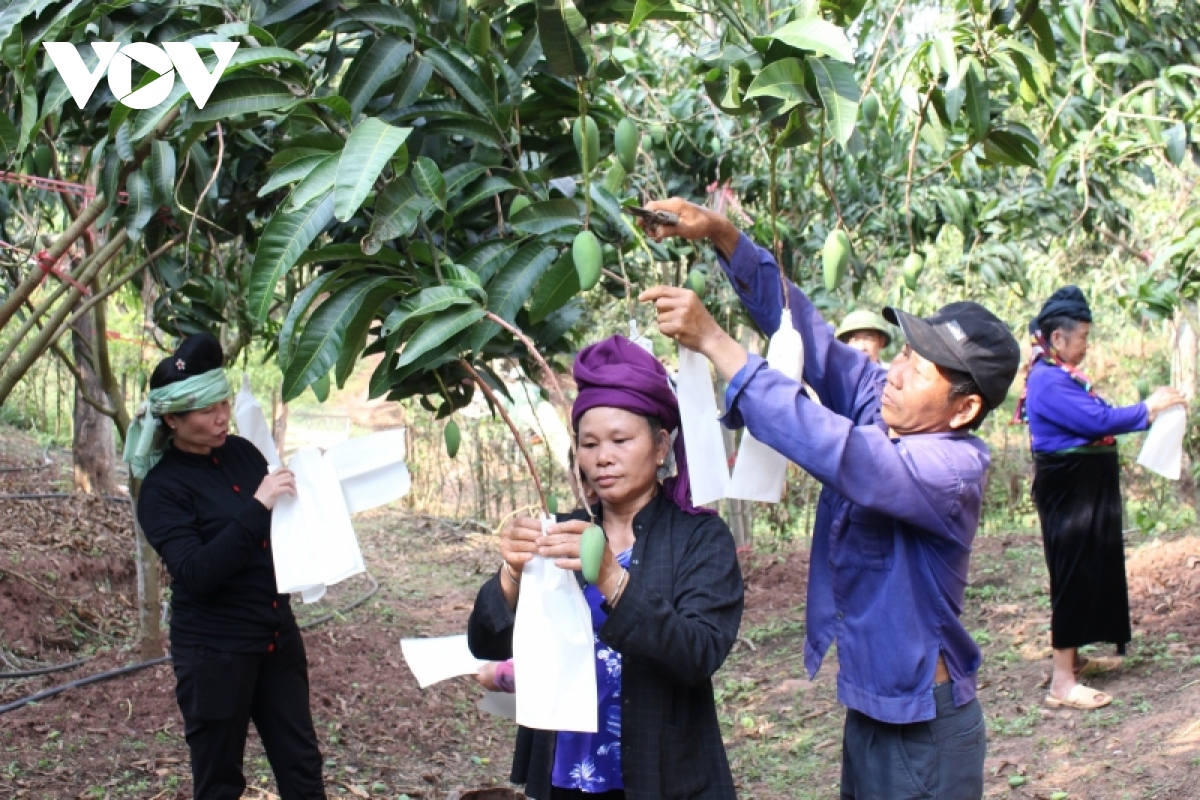  vua trai cay son la tang ma so vung trong phuc vu xuat khau hinh anh 2
