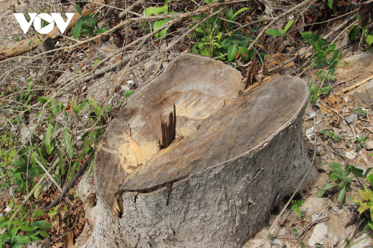 phu yen dieu tra, xu ly 2 vu pha rung tu nhien hinh anh 3