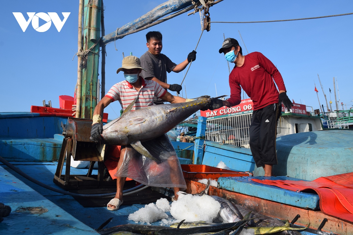 Giá cá ngừ đại dương giảm ngư dân giảm đánh bắt