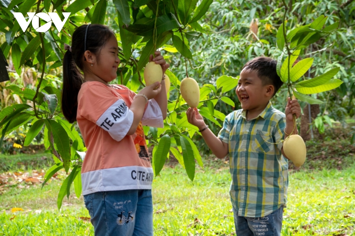 hanh trinh trai xoai Dong thap tung buoc khang dinh vi the, thuong hieu hinh anh 11