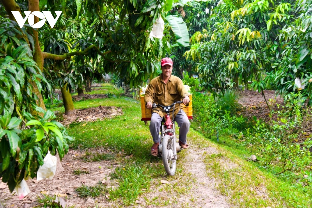 hanh trinh trai xoai Dong thap tung buoc khang dinh vi the, thuong hieu hinh anh 6