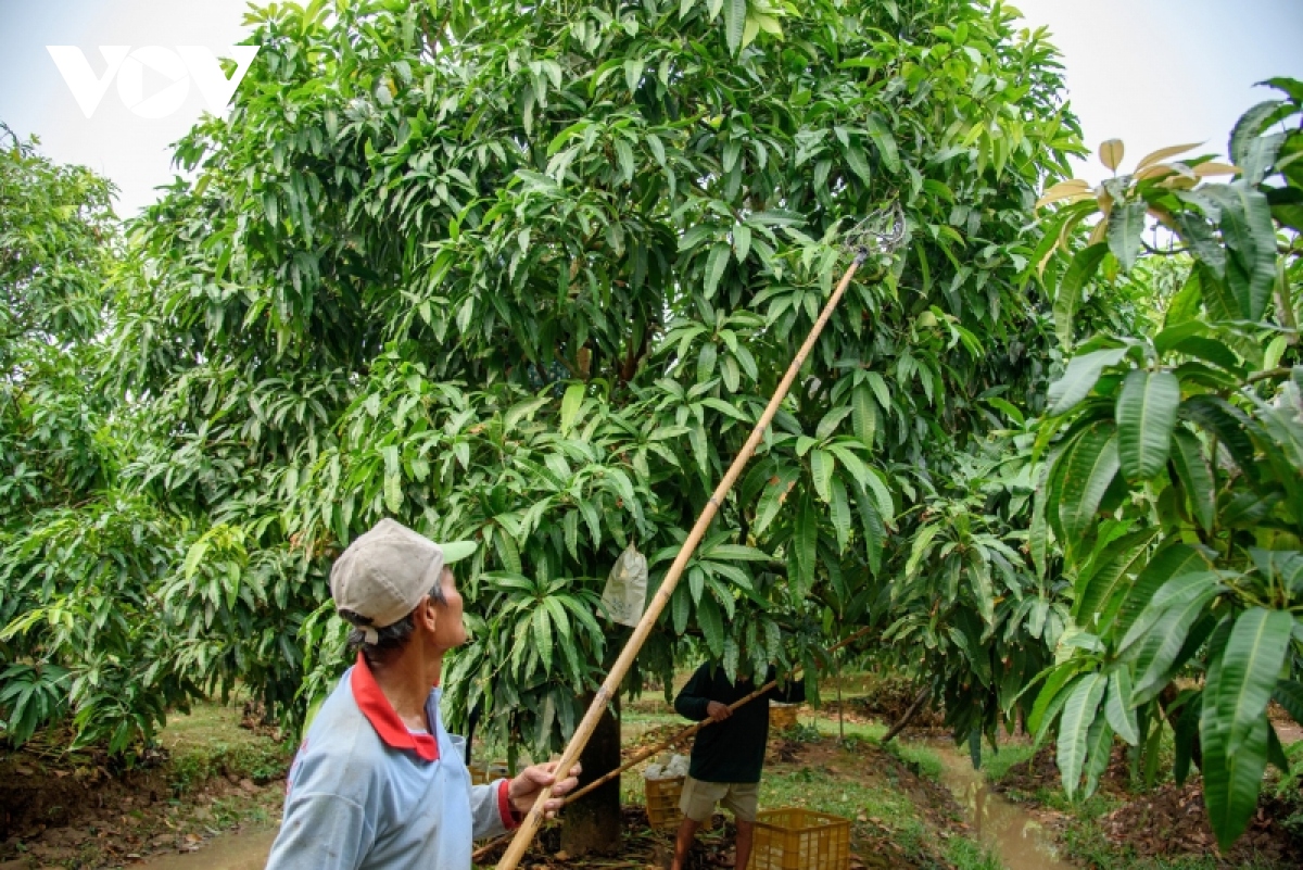 hanh trinh trai xoai Dong thap tung buoc khang dinh vi the, thuong hieu hinh anh 8