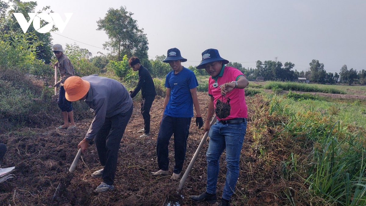 nong dan ban khoai mo gia dat ki luc 28.000 dong kg hinh anh 2