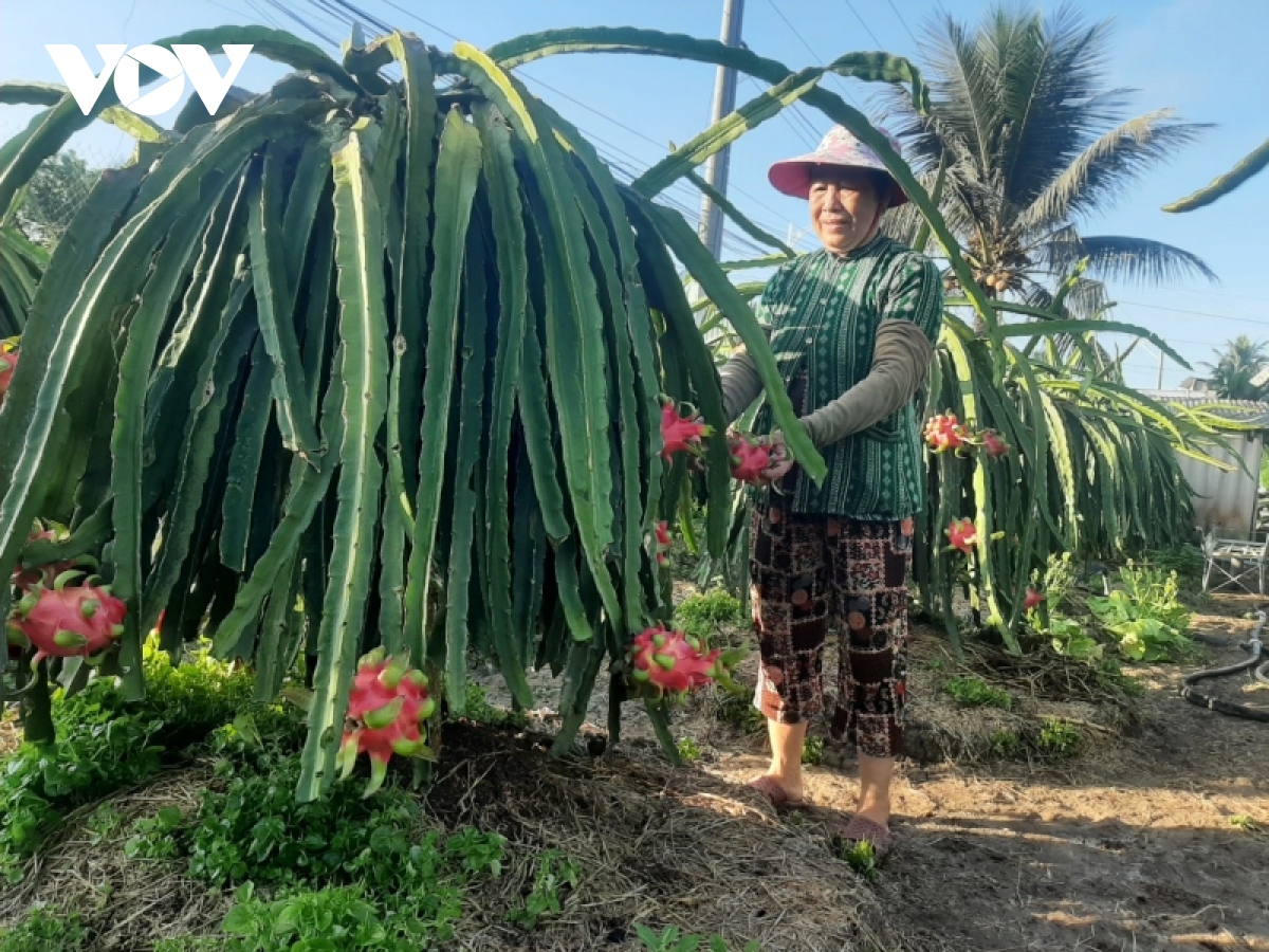 huong di nao ben vung cho trai thanh long hinh anh 3