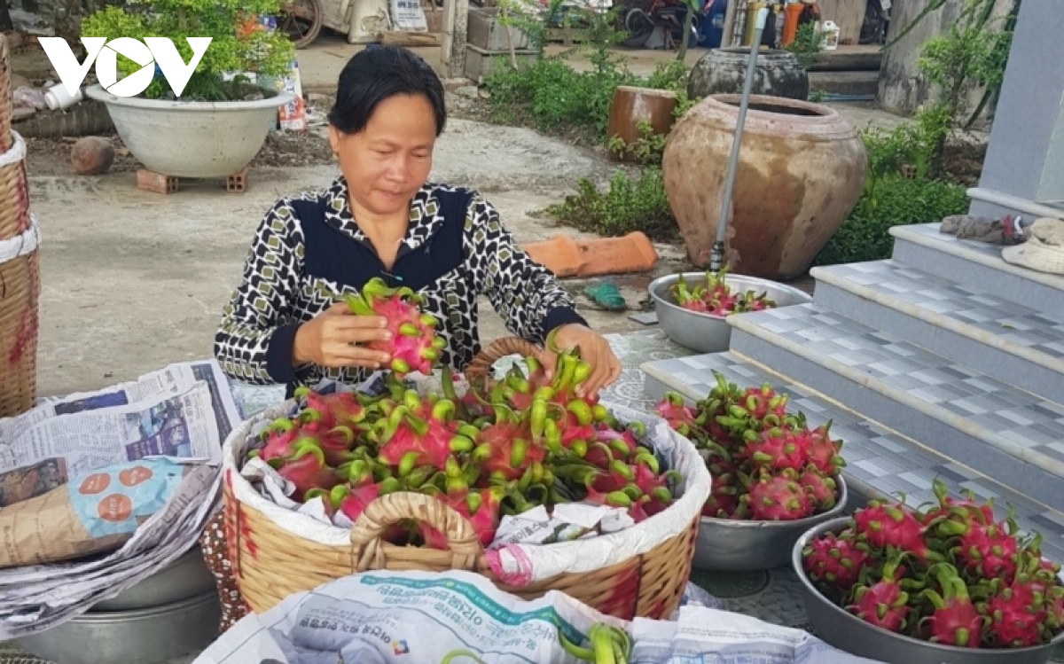 huong di nao ben vung cho trai thanh long hinh anh 2