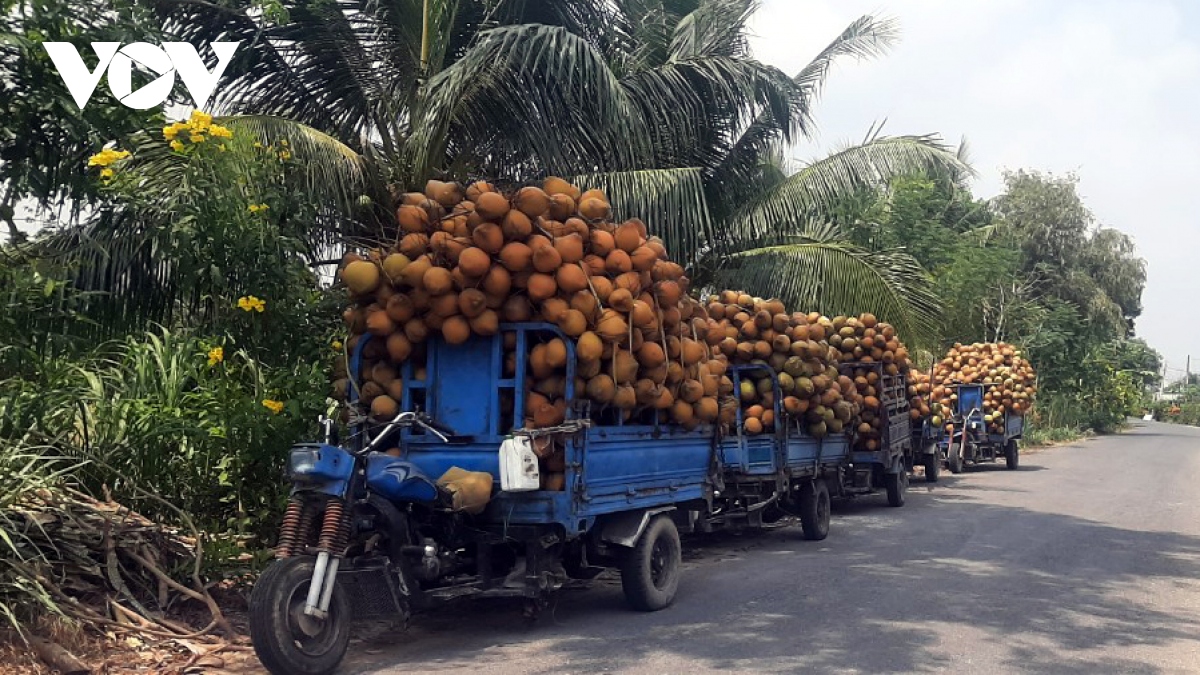 Dừa xiêm hút hàng, tăng giá dịp nắng nóng