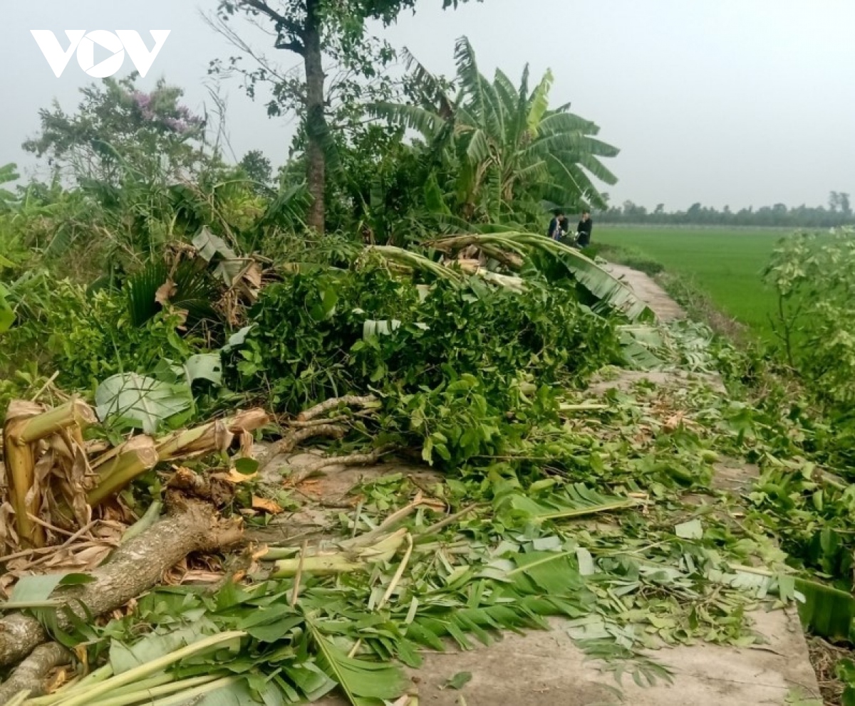 mua to kem theo gio manh lam toc mai 67 nha dan tai tien giang hinh anh 1