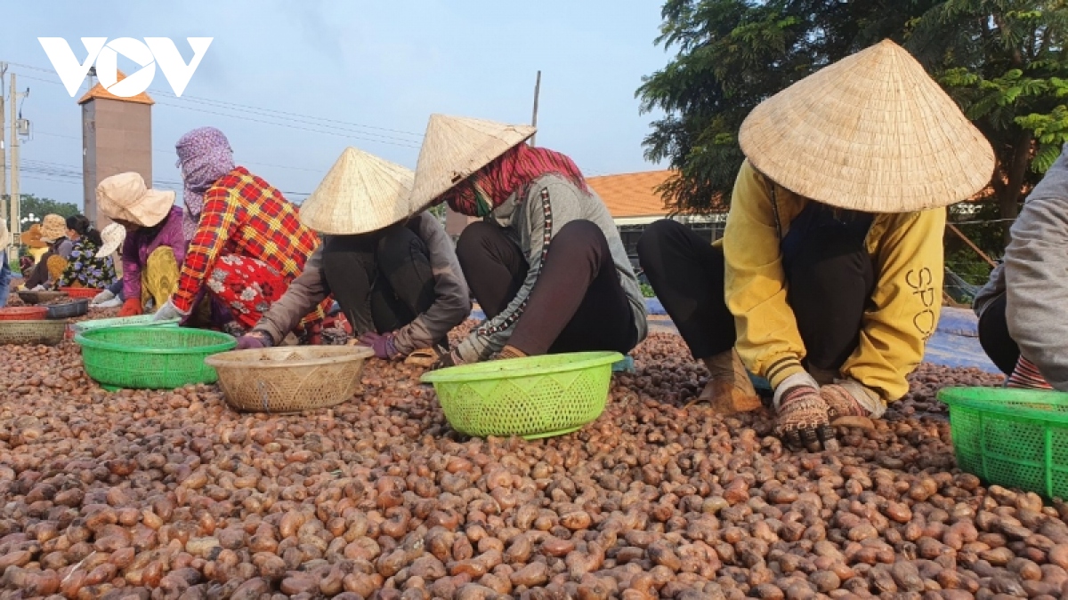 Điều thô trong nước trước áp lực giảm giá lớn