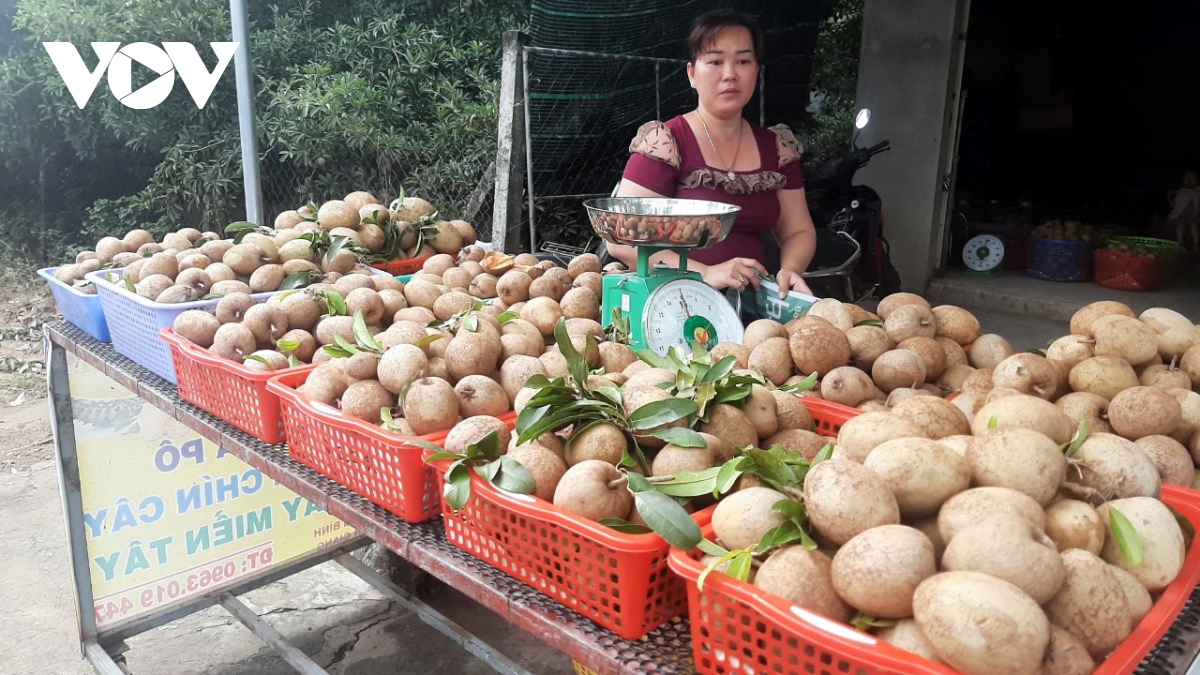 hồng xiêm giá cao, nhà vườn tiền giang có nguồn thu nhập quanh năm hình ảnh 1 hong xiem gia cao, nha vuon tien giang co nguon thu nhap quanh nam hinh anh 1