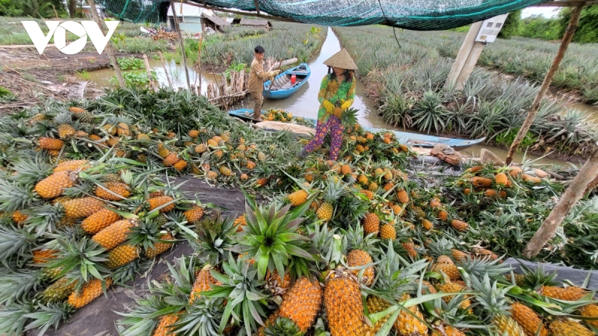 gia dua giam nong dan loi nhuan khong nhieu hinh anh 1