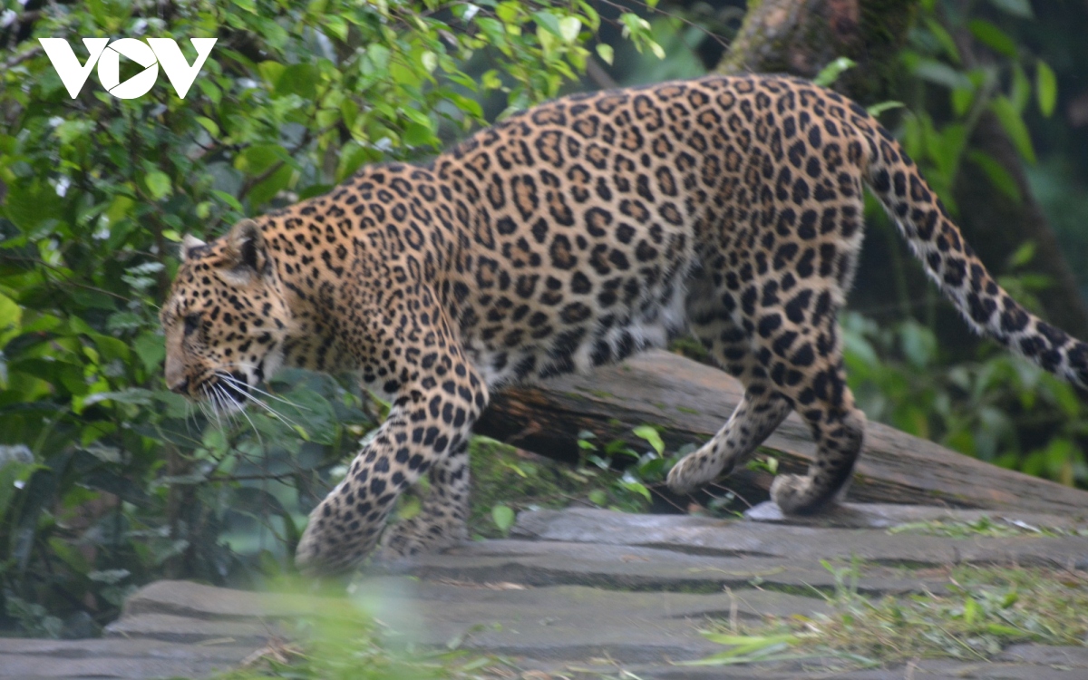 Đi giữa thú hoang tại Khu bảo tồn thiên nhiên lớn nhất Indonesia